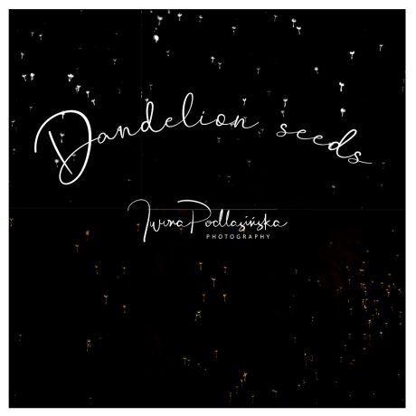 Dandelions