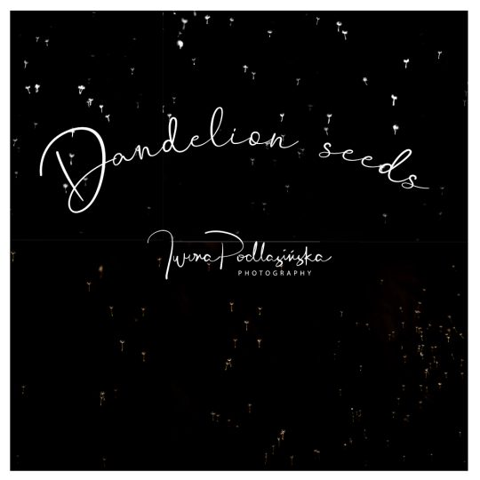 Dandelions