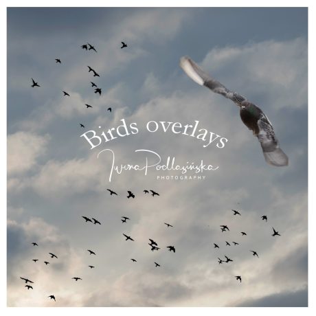 Birds overlays