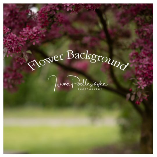 Flower background